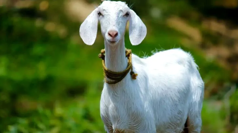 Bancul zilei. Bulă avea vecin un arab bogat și într-o dimineață, plângând cu sughițuri, îi spune acestuia că i-a murit capra…