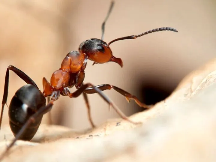 Bancuri. Un bărbat spune motivul pentru care de trei zile urmărește cu atenție furnicile. Leșini de râs