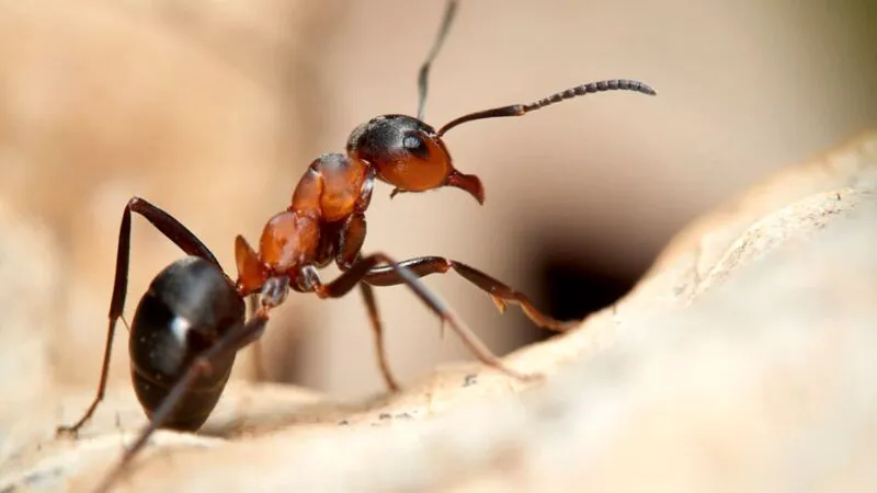Bancuri. Un bărbat spune motivul pentru care de trei zile urmărește cu atenție furnicile. Leșini de râs