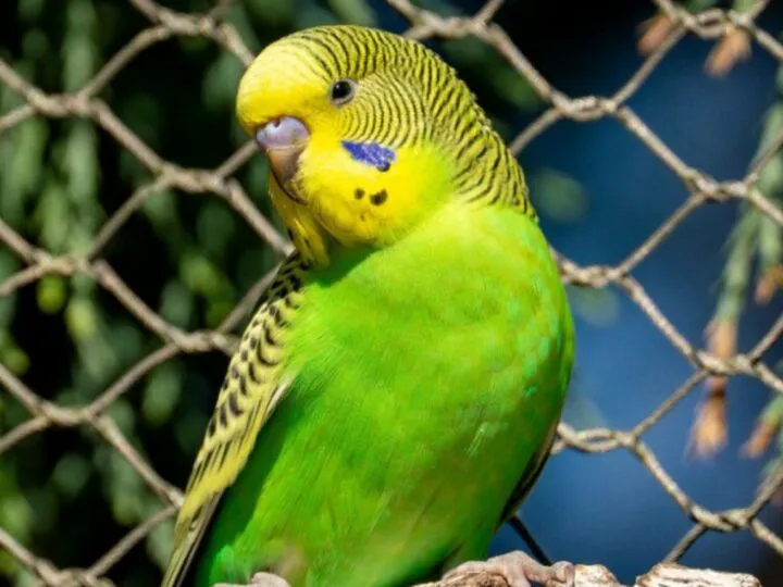 Bancul zilei. Un individ, la poliție. Bună ziua, am venit să declar pierderea papagalului, care a scăpat aseară…