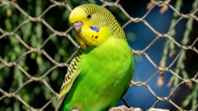 Bancul zilei. Un individ, la poliție. Bună ziua, am venit să declar pierderea papagalului, care a scăpat aseară…