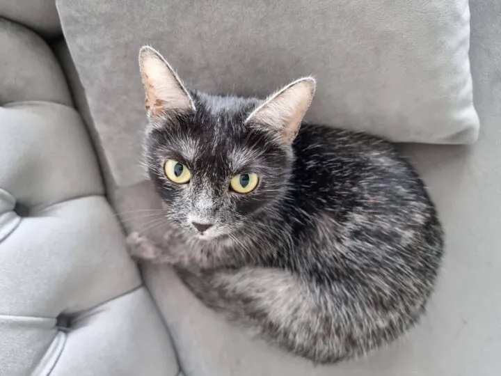 Transylvanian Cat, prima rasă de pisică românească, așteaptă recunoașterea mondială oficială. „Părinții” rasei spun cât e de specială