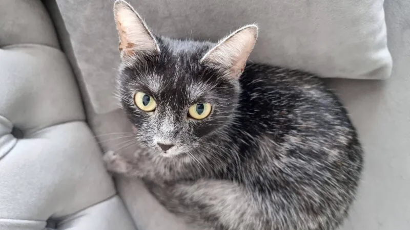 Transylvanian Cat, prima rasă de pisică românească, așteaptă recunoașterea mondială oficială. „Părinții” rasei spun cât e de specială