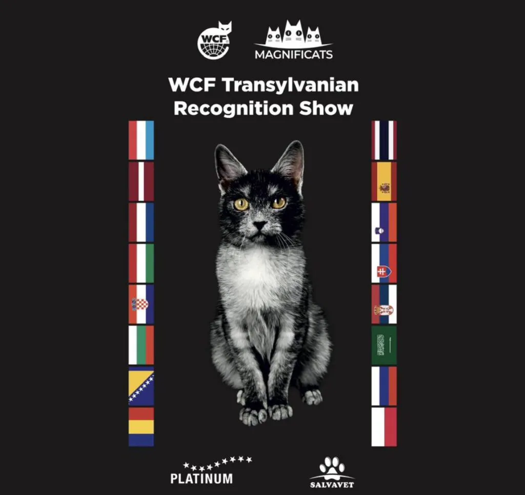 Transylvanian Cat, prima rasă de pisică românească, așteaptă recunoașterea mondială oficială. „Părinții” rasei spun cât e de specială