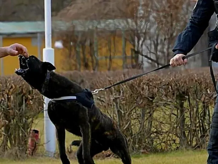 Scandal la Centrul Chinologic Sibiu, unde se pregătesc câinii pentru intervenție. Se cere închiderea lui