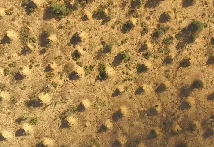 Orașele ascunse ale termitelor: construcția uriașă din Brazilia care sfidează logica umană