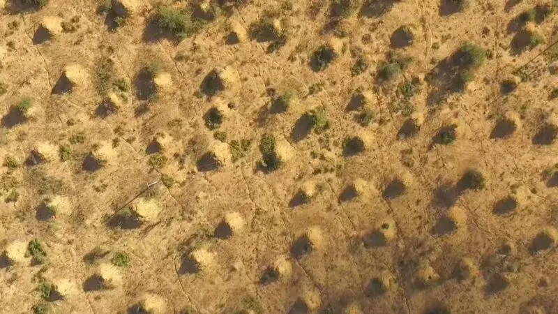 Orașele ascunse ale termitelor: construcția uriașă din Brazilia care sfidează logica umană