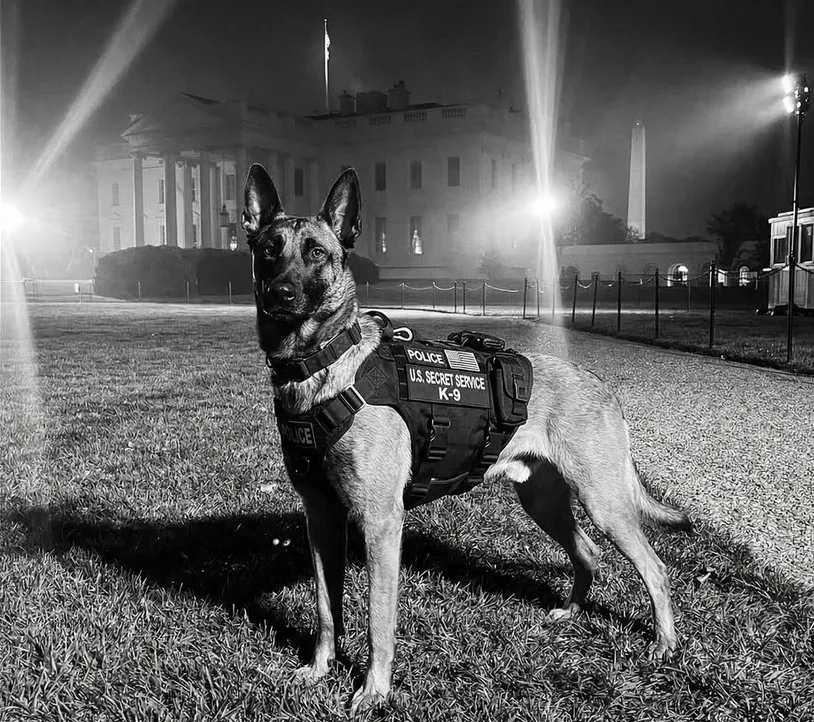 Serviciul Secret al SUA îl plânge pe K-9 Diko după o breșă în perimetrul Casei Albe. Paznicul a căzut la datorie