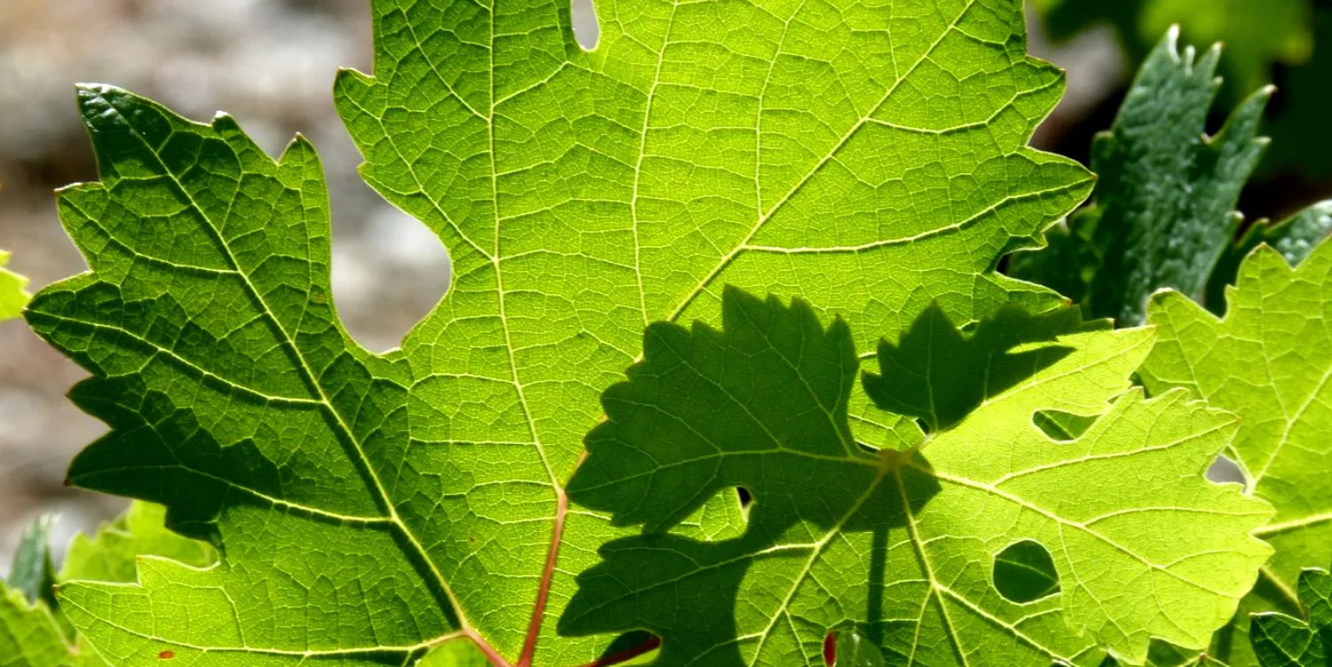 Sarmale grecești în frunze de viță pentru Postul Paștelui, o delicatesă pe care nu trebuie să o ratați. Rețeta care nu trebuie să o ratați