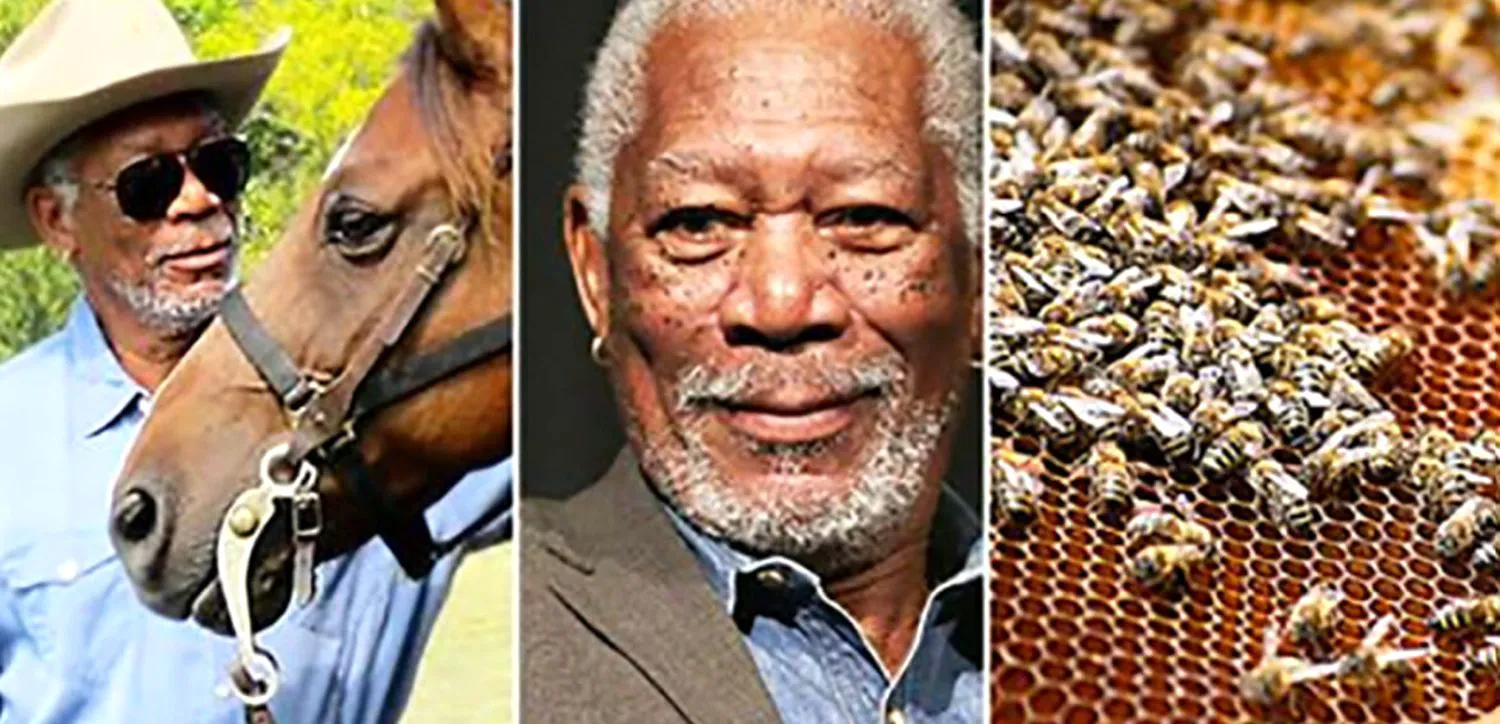 Morgan Freeman și-a transformat proprietatea în sanctuar pentru albine. Actorul le hrănește cu apă și zahăr și nu poartă costum de protecție