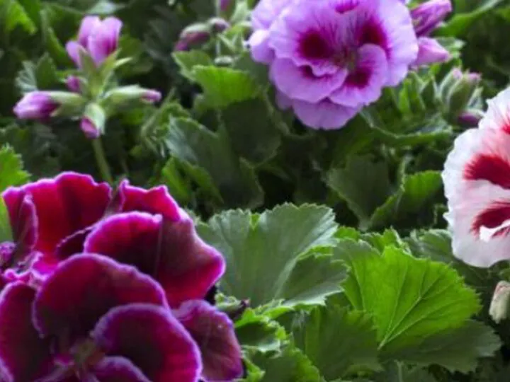 Bancuri. Ea către el: Vreau să fiu „mușcată”! Râzi cu lacrimi ce răspunde bărbatul