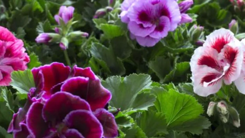 Bancuri. Ea către el: Vreau să fiu „mușcată”! Râzi cu lacrimi ce răspunde bărbatul