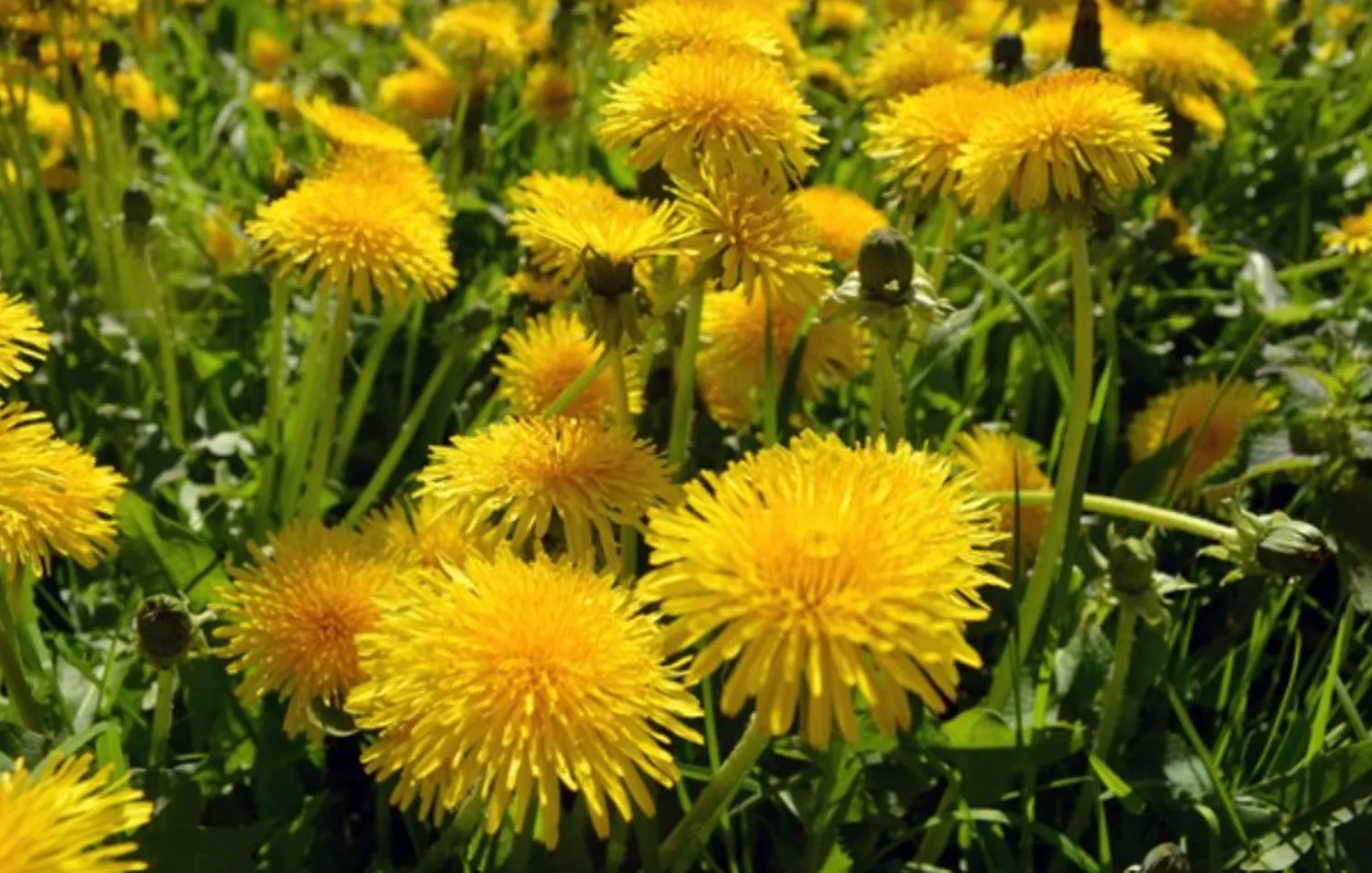 Bancuri. Domnule, cumpărați flori pentru scumpa dumneavoastră nevastă! Nu am. Râzi cu lacrimi ce urmează