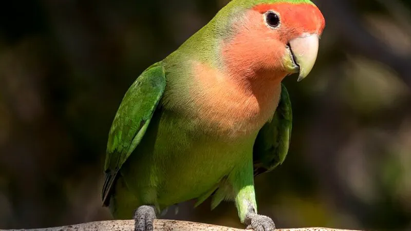 Bancuri. Patroana unui bordel îşi vinde papagalul pentru că nu rostea niciun cuvânt. E genial ce urmează