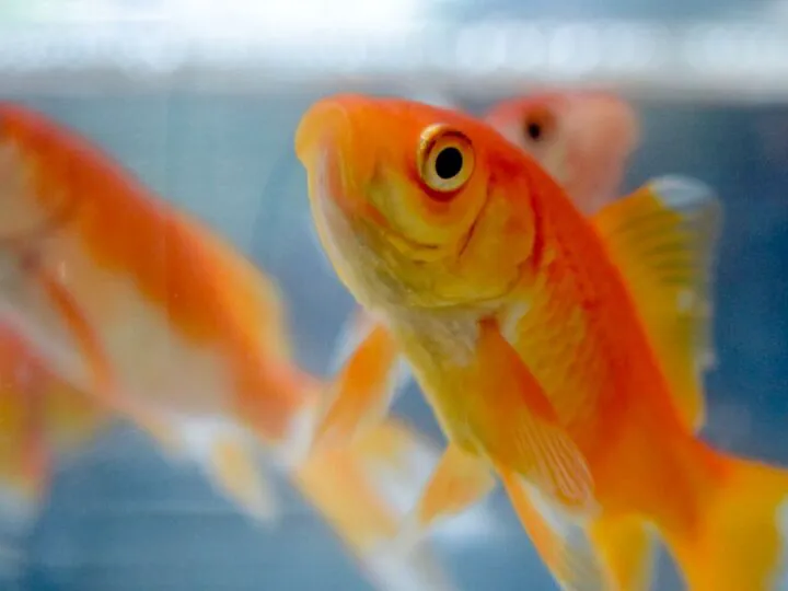 Bancuri. O blondă merge cu peştişorul la veterinar. Eu cred că este epileptic. Râzi cu lacrimi ce urmează