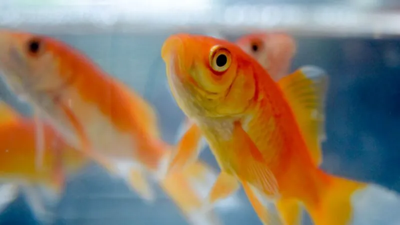 Bancuri. O blondă merge cu peştişorul la veterinar. Eu cred că este epileptic. Râzi cu lacrimi ce urmează