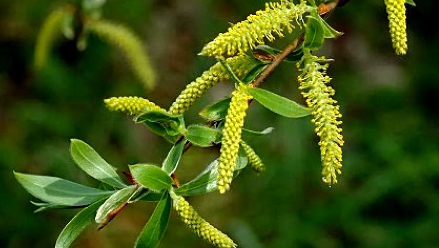 Vinerea dinaintea Floriilor. Cine nu respectă aceste tradiții va avea ghinion și probleme în căsnicie. Ce nu aveți voie să faceți în ziua de Florii