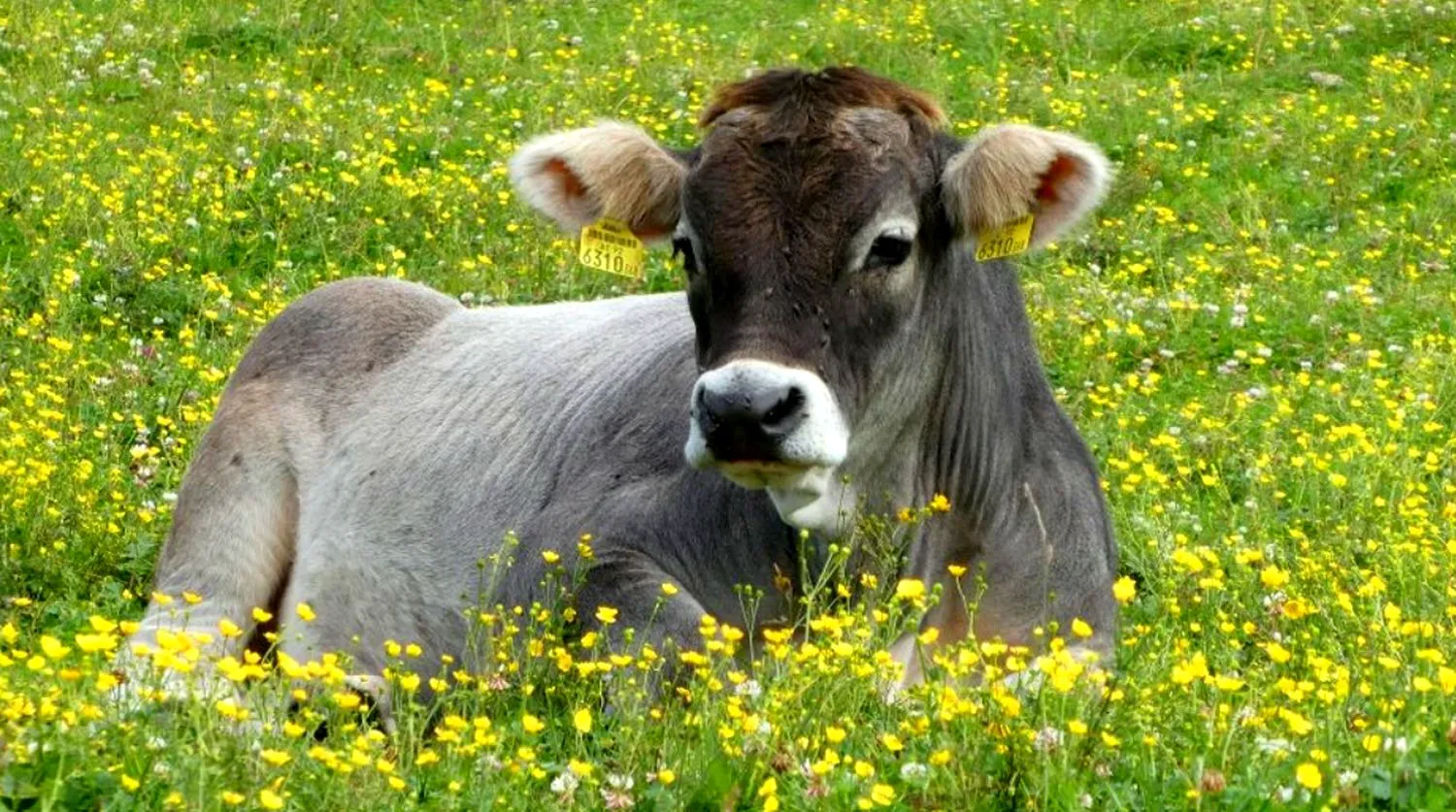 Bancuri. Patroana unui bordel îşi vinde papagalul pentru că nu rostea niciun cuvânt. E genial ce urmează 4 Bancuri. Patroana unui bordel îşi vinde papagalul pentru că nu rostea niciun cuvânt