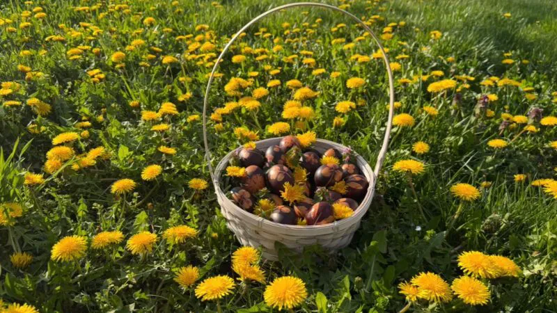 În aceste zile de sărbătoare, Dumnezeu și fiul său Iisus Hristos să coboare asupra noastră Liniștea și Pacea! Paște fericit!