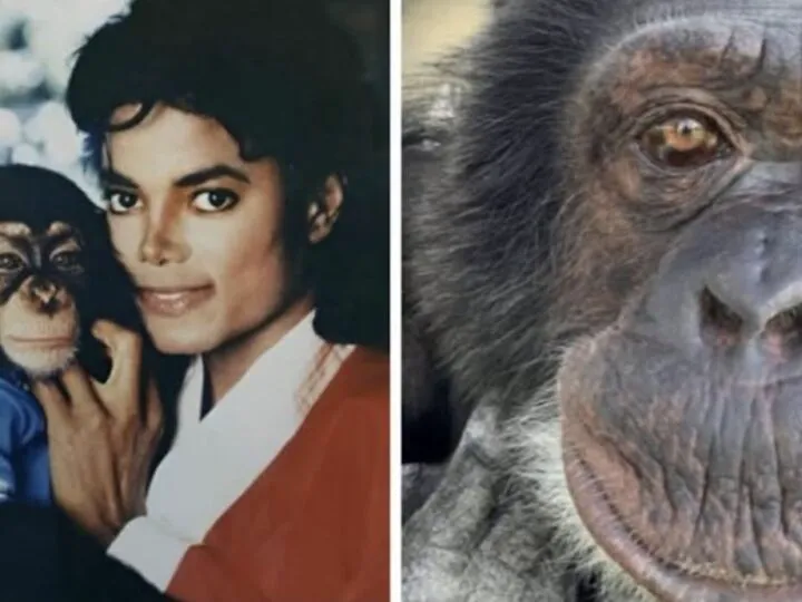 Ce face acum Bubbles, celebrul cimpanzeu al lui Michael Jackson. Detalii surprinzătoare despre viața lui