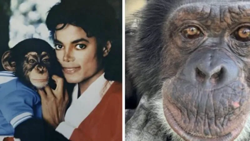 Ce face acum Bubbles, celebrul cimpanzeu al lui Michael Jackson. Detalii surprinzătoare despre viața lui