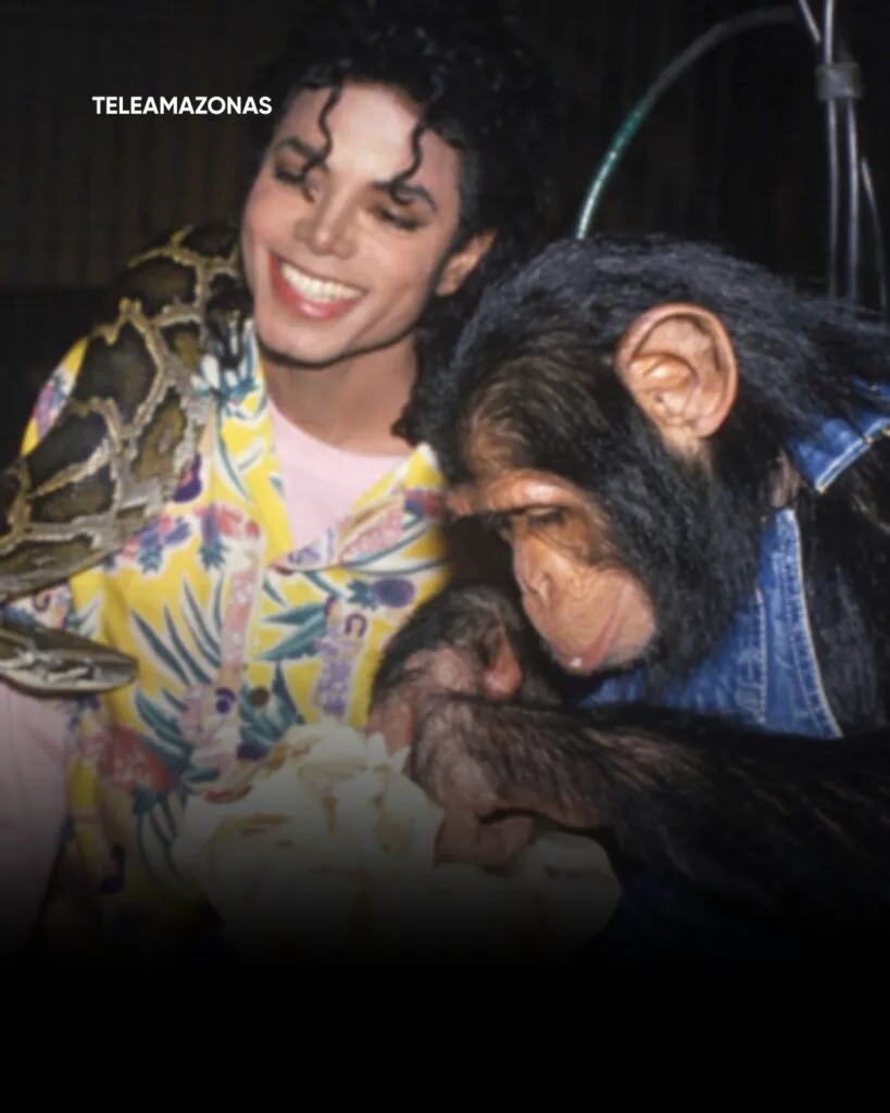 Ce face acum Bubbles, celebrul cimpanzeu al lui Michael Jackson. Detalii surprinzătoare despre viața lui