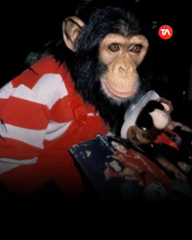 Ce face acum Bubbles, celebrul cimpanzeu al lui Michael Jackson. Detalii surprinzătoare despre viața lui