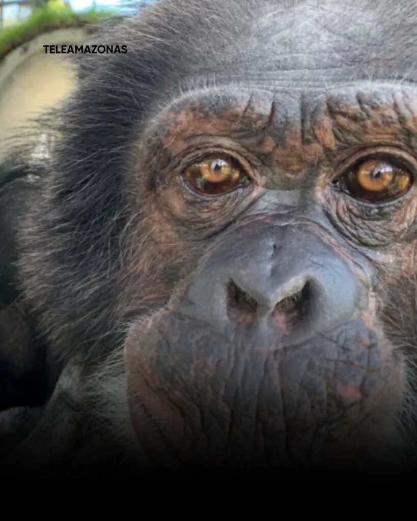 Ce face acum Bubbles, celebrul cimpanzeu al lui Michael Jackson. Detalii surprinzătoare despre viața lui