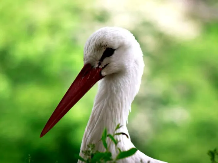 Bancuri. Tati, eu de ce nu am un frățior? Răspunsul are legătură cu barza…