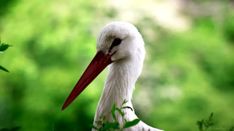 Bancuri. Tati, eu de ce nu am un frățior? Răspunsul are legătură cu barza…