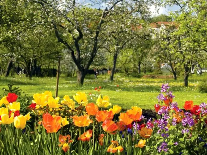 Bancuri. Bulă, a venit primăvara! Da, Ștrulă. A venit momentul…