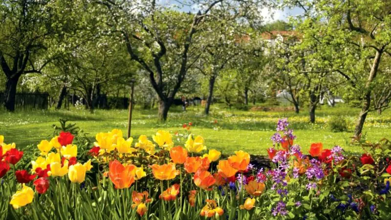 Bancuri. Bulă, a venit primăvara! Da, Ștrulă. A venit momentul…