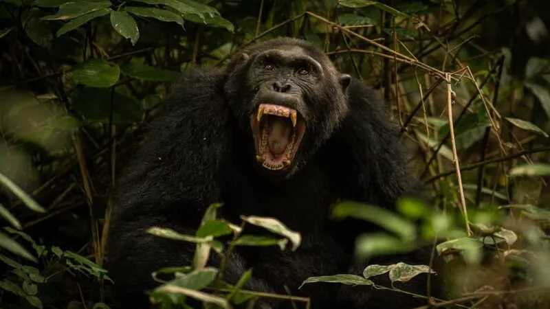 Război civil în lumea cimpanzeilor, oamenii de știință sunt șocați. Clanurile de maimuțe acționează ca în filme