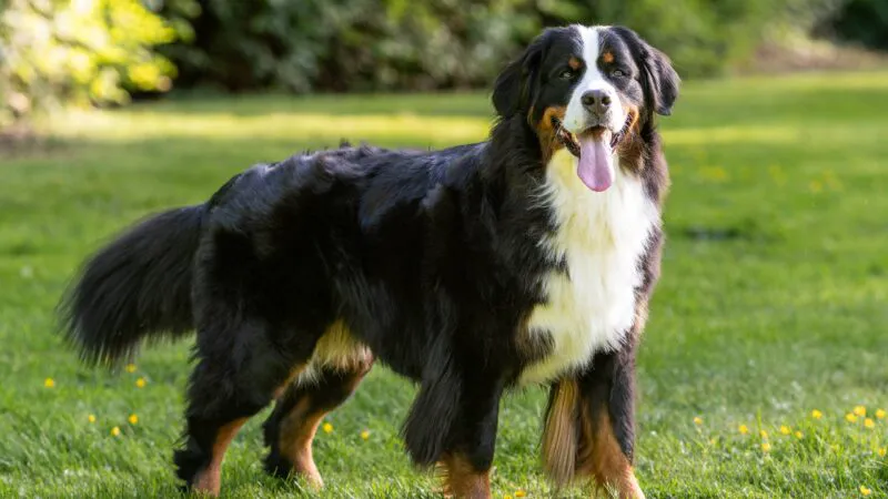 Președintele Irlandei și-a adus câinele la masa negocierilor. Patrupedul simțea intențiile adversarilor politici