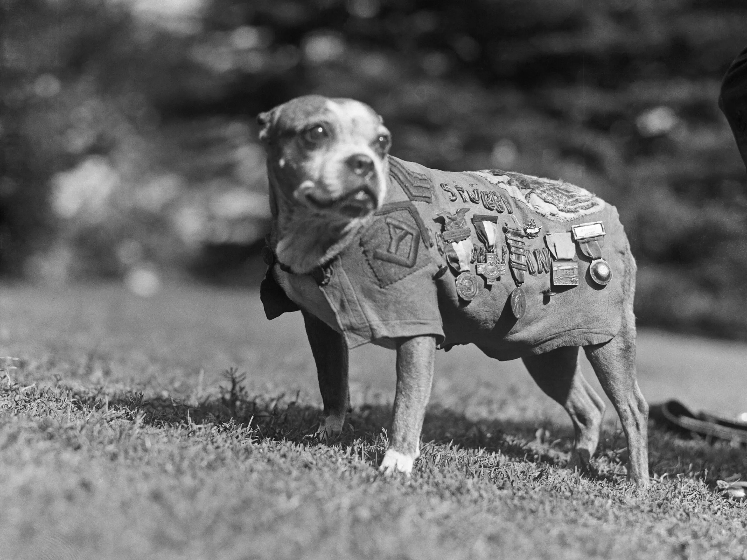 Sergeant Stubby, un Boston Terrier devenit erou în Primul Război Mondial, apare purtând uniformă militară și numeroase decorații, simbol al curajului și loialității care definesc rasa Boston Terrier. (foto: Wikipedia)