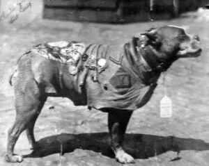 Sergeant Stubby în 1920 purtând haina sa, plăcuța de identificare și medaliile primite pentru curajul și devotamentul său. (foto: Wikipedia)