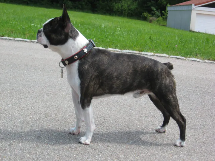 Boston Terrier a devenit legendă după faptele unui câine mic, dar curajos