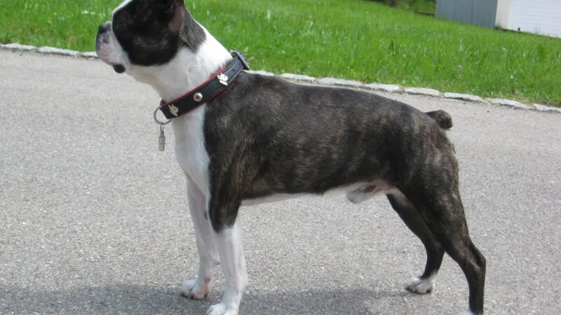 Boston Terrier a devenit legendă după faptele unui câine mic, dar curajos