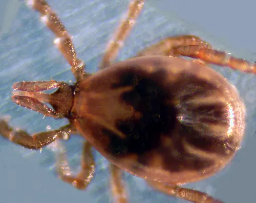 Ixodes scapularis, căpușa responsabilă pentru transmiterea bolii Lyme în estul Americii de Nord, cunoscută pentru rolul său în răspândirea bacteriei la oameni. (foto: Wikipedia)