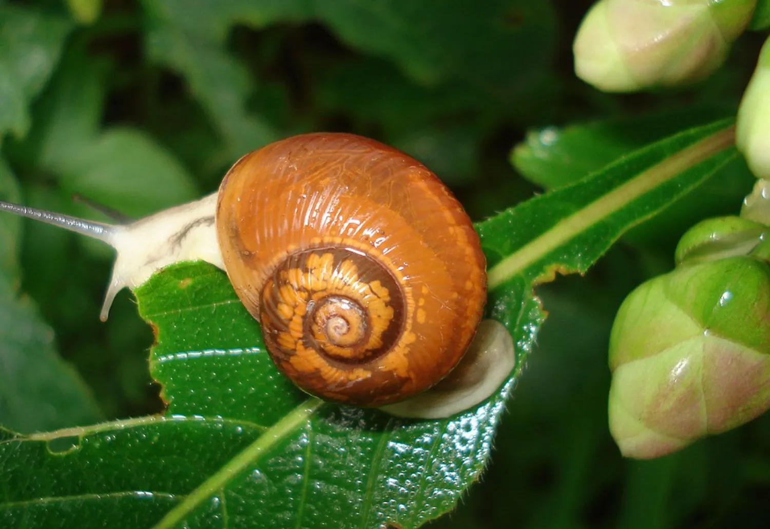 Bancuri. La magazinul cu articolele de pescuit: Dă-mi, te rog, un cârlig... E genială continuarea