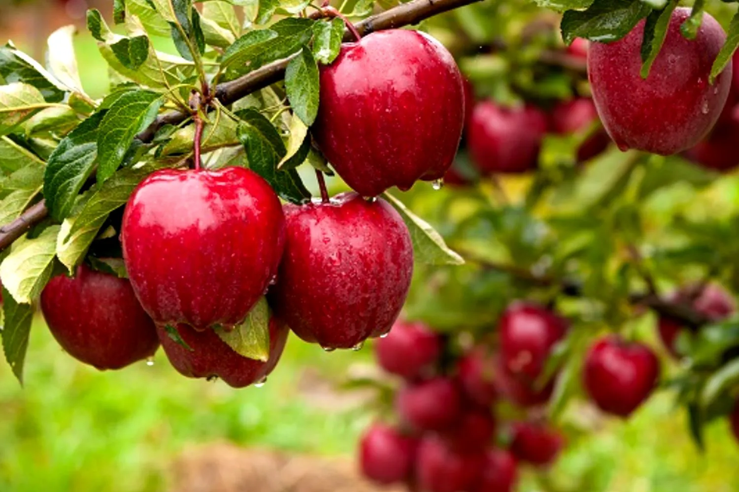 Bancuri. Ce cari acolo? Șoareci. Și de ce îi zdruncini din când în când? Leșini de râs ce răspuns primește