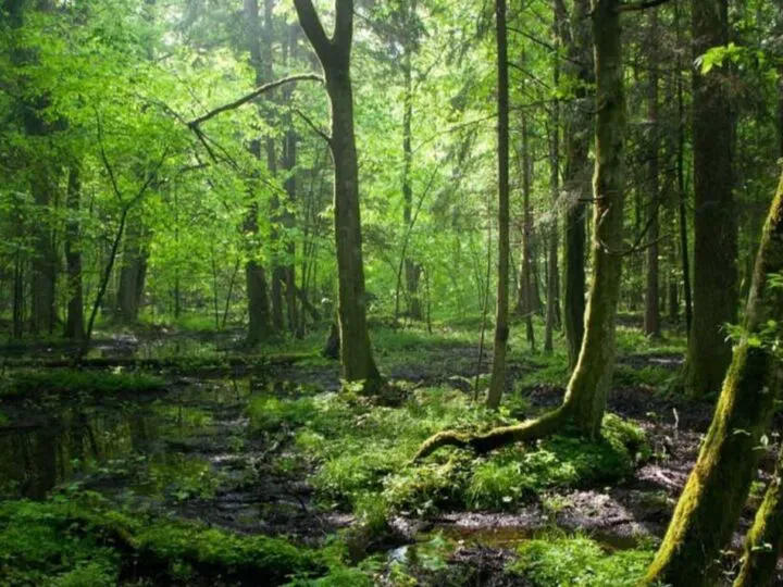 Bancuri. Un surd, un chel și un știrb, prieteni buni, mergeau prin pădure. Dialogul acestora e incredibil!