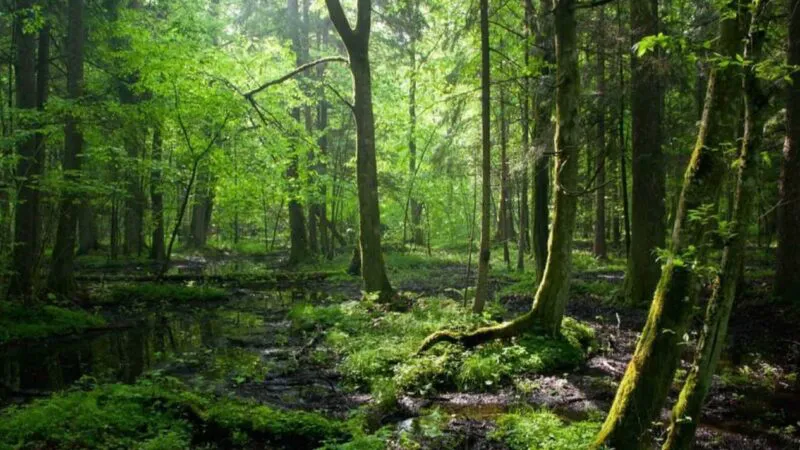 Bancuri. Un surd, un chel și un știrb, prieteni buni, mergeau prin pădure. Dialogul acestora e incredibil!