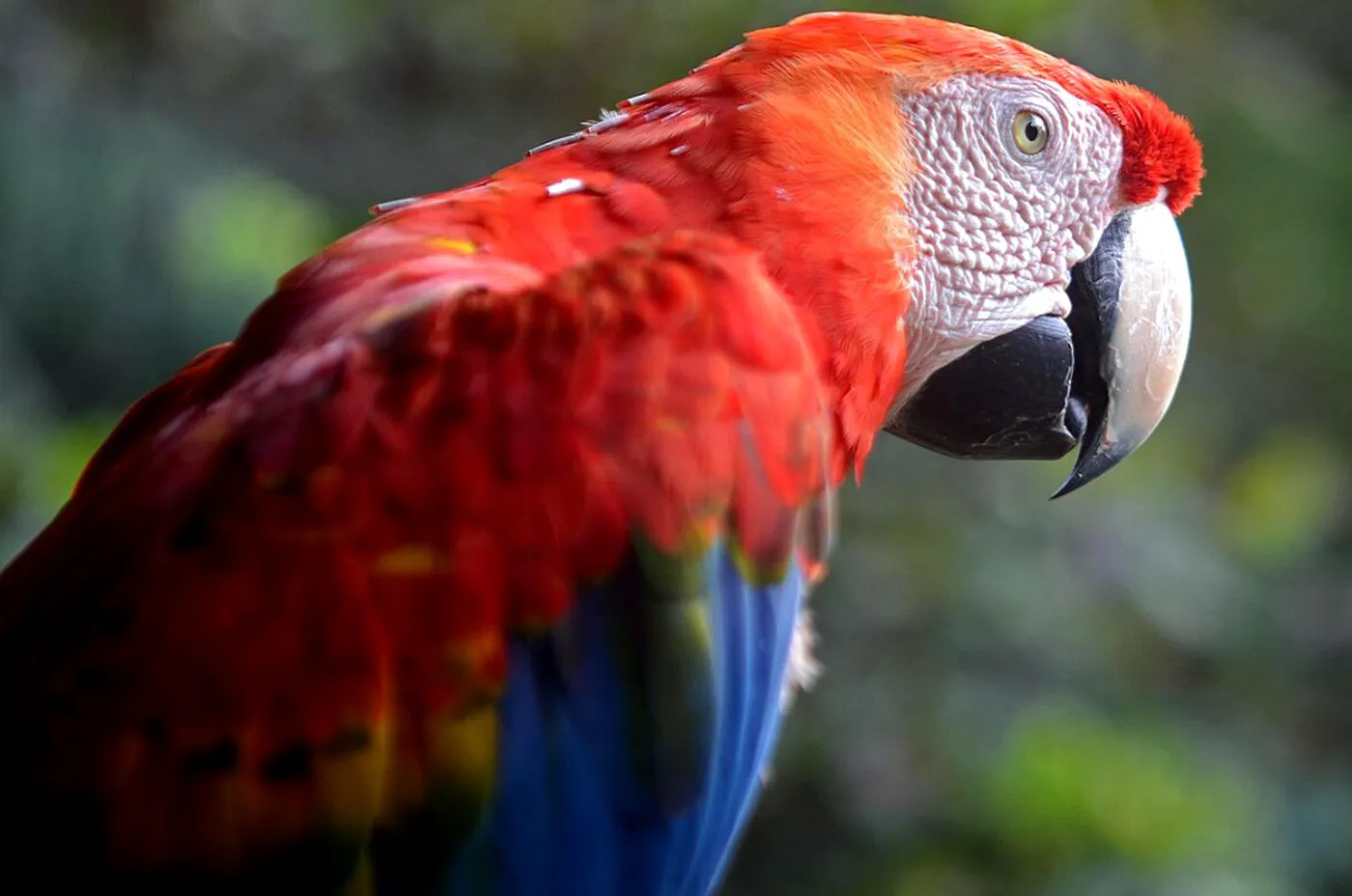 Bancuri. Bulă, a venit primăvara! Da, Ștrulă. A venit momentul… 