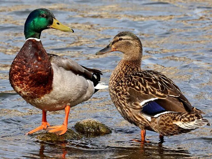 Bancuri. O raţă intră într-un bar, se urcă pe un scaun şi îl întreabă cu o voce agasantă pe barman…