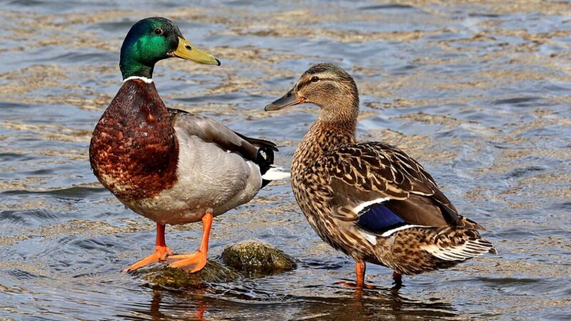 Bancuri. O raţă intră într-un bar, se urcă pe un scaun şi îl întreabă cu o voce agasantă pe barman…