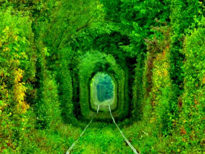 Tunelul iubirii din Glimboca, locul unde natura a scris o poveste fără cuvinte. O destinație a îndrăgostiților