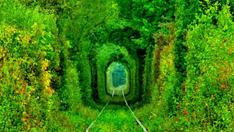 Tunelul iubirii din Glimboca, locul unde natura a scris o poveste fără cuvinte. O destinație a îndrăgostiților