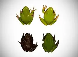 broasca cernobal
