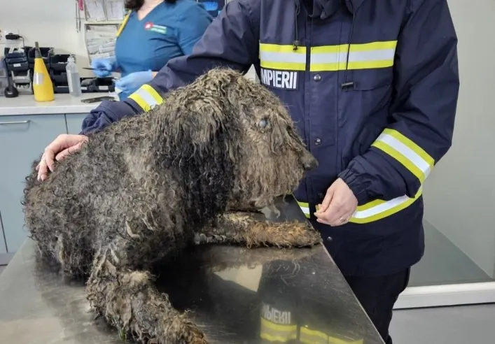 Copilul de 5 ani pierdut în pădure la Sibiu nu a fost singurul salvat! Acum s-a aflat ce au găsit echipele de căutare